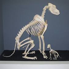 Maceration Bone Wikipedia Dog Anatomy Dog Skeleton Animal Skeletons