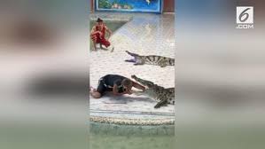 Ternyata mimpi buaya memiliki berbagai arti dan makna tersembunyi! Video Buaya Gigit Tangan Pawang Saat Pertunjukan Global Liputan6 Com