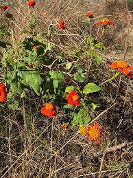 Image result for Kosteletzkya grantii