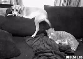 Wähle einfach das gewünschte bild aus der kategorie schönen nachmittag gif und klicke auf einen der darunter angezeigten codes. 86 Lustige Bilder Nachmittag Nachmittag Lustig Debeste
