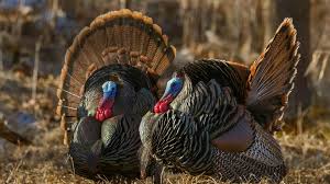 Eastern Wild Turkeys Wild Birds Photography Wild Turkey Bald Eagle