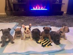 Friends welcome to luxurious french bulldogs where our frenchies are our family! A Quality French Bulldog Puppies By Tc Home Facebook