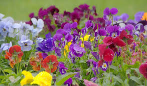 Check spelling or type a new query. Top 10 Winter Bedding Plants Thompson Morgan