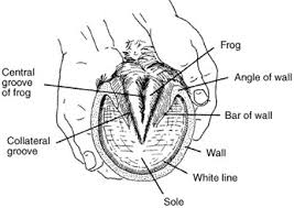White Line Disease Anoka Equine Blog