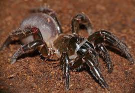 Trapdoor spiders can be distinguished from the more dangerous funnel web spider by its brown or mottled markings. Ctenizidae Wikipedia
