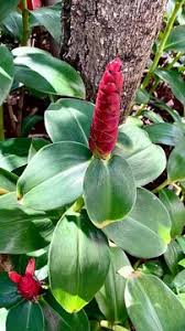 Image result for Costaceae