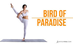 Bird Of Paradise Yoga Pose How To Do Svarga Dvijasana Bird Of Paradise Pose Bird Of Paradise Pose Birds Of Paradise Bird Of Paradise Yoga