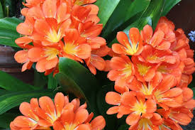 Image result for Clivia miniata