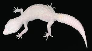 Check spelling or type a new query. Leopard Gecko Breeding Reptiles Magazine