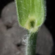 Image result for Urochloa comata