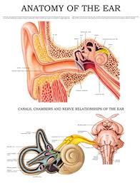 Anatomy Of The Ear E Chart Quick Reference Guide Ebook Hc