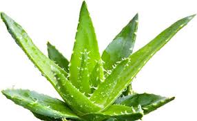 Image result for aloe vera dan kecantikan