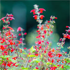 Image result for Salvia coccinea