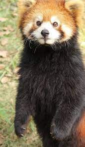 Red Panda Funny Pose Red Panda Animals Beautiful Animal Pictures