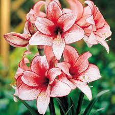 Charisma Amaryllis Bulb Nice Size Bulb Great For Winter Etsy Amaryllis Plant Amaryllis Flowers Bulb Flowers
