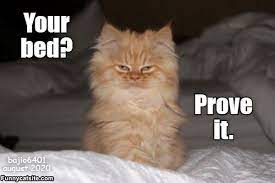 Put Up Or Get Out Funny Cat Memes Funny Animals With Captions Cat Memes
