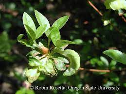 Azalea Leaf And Flower Gall