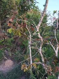 Image result for Haplocoelum