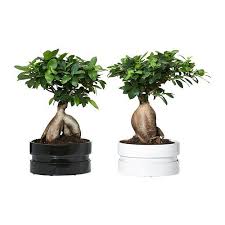 Home Outdoor Furniture Affordable Well Designed Ficus Microcarpa Plant Pot Design Plants