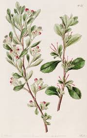 Image result for Stadmannia