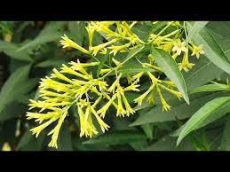Image result for Cestrum parqui
