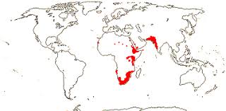 Image result for Lophiocarpaceae