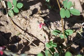 Image result for Indigofera daleoides