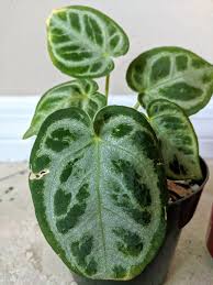 Anthurium Crystal Hope Crystallinum In 2020 Anthurium Plant Leaves Plants