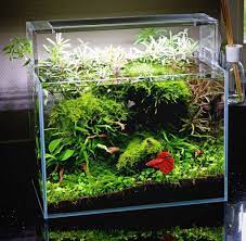 However, every once in a while there are keep reading to find out whether you should keep anacharis and bettas together in the same tank! How To Take Care Of A Betta Fish Best Betta Fish Tank Fish Tank Plants Betta Tank Cool Fish Tanks