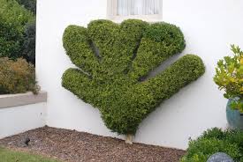 No need to worry, this boxwood quickly regains its green coloration in spring. Buxus Microphylla Littleleaf Box Littleleaf Boxwood North Carolina Extension Gardener Plant Toolbox