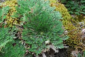 Image result for Selaginella nivea