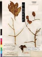 Image result for Combretum adenogonium