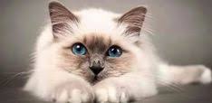 Birman Kedisi Hayvanlar Kedi Sevimli Kediler