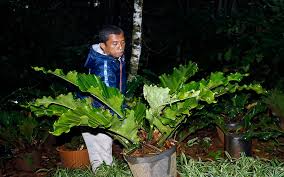 Check spelling or type a new query. Luas Produksi Dan Permintaan Anthurium Daun Di Jateng Terus Meningkat