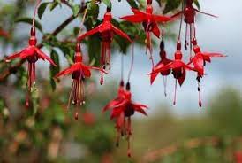Wild Fuchsias Fuchsia Magellanica On Every Road In West Cork West Cork Natural Heritage Green Landscape