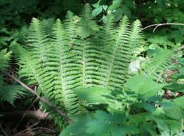 Image result for Polystichum sinense