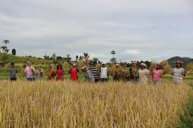Percepatan masa panen ini memberikan banyak keuntungan bagi petani yang akan menghasilkan banyak padi. Hasil Panen Padi Kami Kini Naik Hampir Dua Kali Lipat Pt Toba Pulp Lestari Tbk