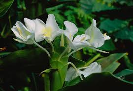 Image result for Hedychium coronarium