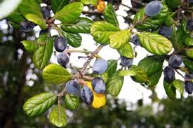 Image result for Beilschmiedia troupinii