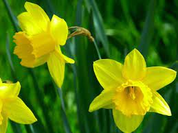 A un certo punto però, si diffuse la leggenda che questi fiori. The Wooden Cupboard Fiori Gialli Piccoli Simili Ai Narcisi Narciso Trombone Narcissus Pseudonarcissus Curiosita Coltivazione Fiori Gialli Piccoli In Nome Dei Fiori