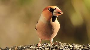 Coccothraustes coccothraustes accepte la double orthographe de son nom : Grosbec Casse Noyaux A La Mangeoire Le 26 11 2017 Youtube