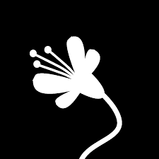 Annas Hummingbird Overview, All About Birds, Cornell Lab of Ornithology