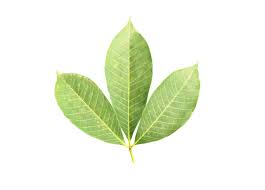 Image result for Hevea brasiliensis