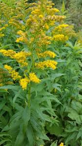 Image result for Microglossa