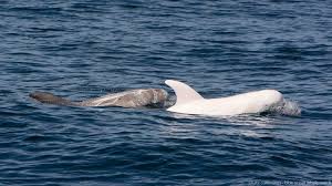 Extremely rare white dolphin steals spotlight in California bay