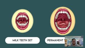 Continue reading persistensi gigi sulung pada anak →. Pdpr Science Year 3 Dlp Milk Teeth Set And Permanent Teeth Set Youtube