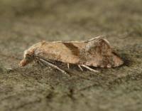 Image result for Cochylidia implicitana