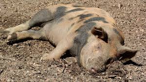 Cam aceasta este ideea unui regulament elaborat de autorităţile din găgăuzia, în urma mai multor plângeri din partea localnicilor. Vaslui Se Cauta Operator Pentru Ridicarea Animalelor Moarte Din Gospodarii Ro Zootech Revista Specilistilor In Zootehnie