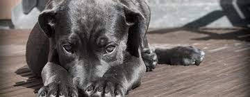 Vca focuses on helping local humane societies and rescue groups. Pet Food Banks And Rescue Resources In Canada