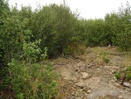 Image result for Androstachys johnsonii